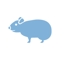 鼠