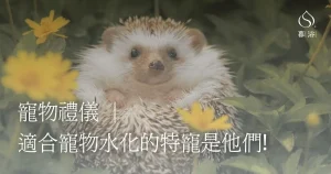 寵物禮儀｜適合寵物水化的特寵是他們!