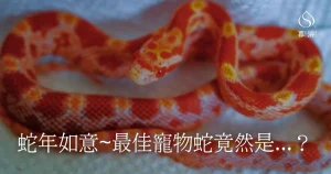寵物禮儀｜適合寵物水化的特寵是他們!