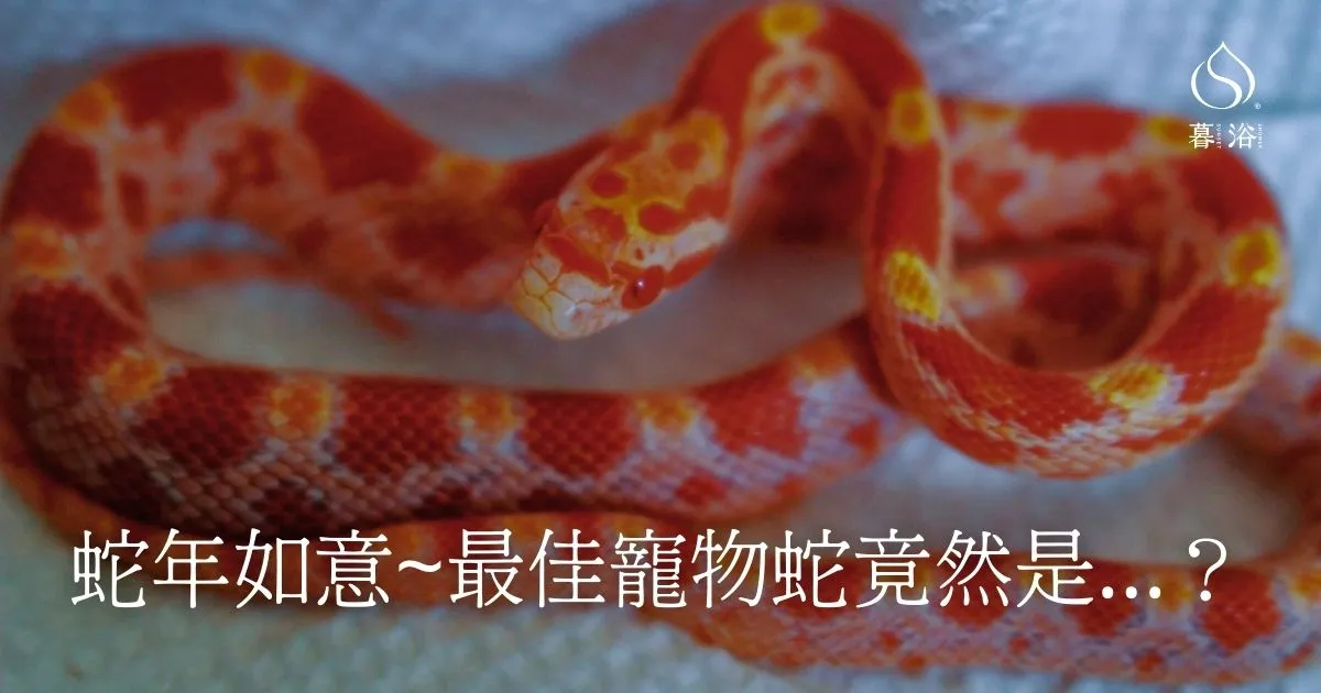 寵物禮儀｜適合寵物水化的特寵是他們!