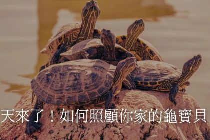 Z3M6Ly9pbWcubWVlcGNsb3VkLmNvbS9tZWVwc2hvcC9hOGYzZTY0OS01NzY3LTRkMTUtOTJkNS00MjcwMDA5N2U2ZDQvZmlsZXMvMDRmODkzMWQtODAzMC00ZWJjLThmZmMtMWExYTg1MjBkOTMwLmpwZw