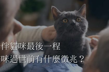 貓咪臨終徵兆