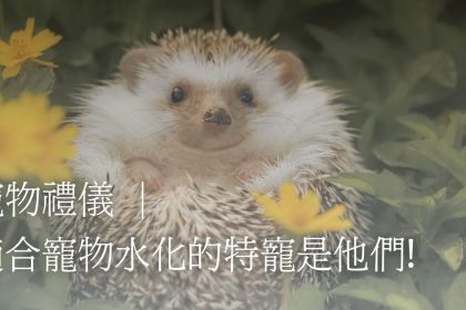寵物禮儀｜適合寵物水化的特寵是他們!