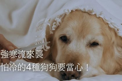 Z3M6Ly9pbWcubWVlcGNsb3VkLmNvbS9tZWVwc2hvcC9hOGYzZTY0OS01NzY3LTRkMTUtOTJkNS00MjcwMDA5N2U2ZDQvZmlsZXMvY2FjOWU5ZGEtN2Q4ZS00NGU0LTgxYjgtMWI3NDg1ODQyN2Y3LmpwZw