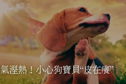 Z3M6Ly9pbWcubWVlcGNsb3VkLmNvbS9tZWVwc2hvcC9hOGYzZTY0OS01NzY3LTRkMTUtOTJkNS00MjcwMDA5N2U2ZDQvZmlsZXMvZDcwMmUzNDYtM2FiOC00ZjU2LTk1YzUtZjcxZGFiZjY5ZmQzLmpwZw