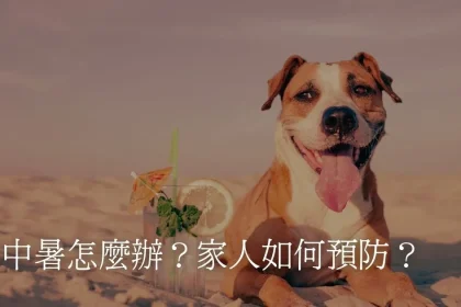 狗中暑怎麼辦？家人如何預防？